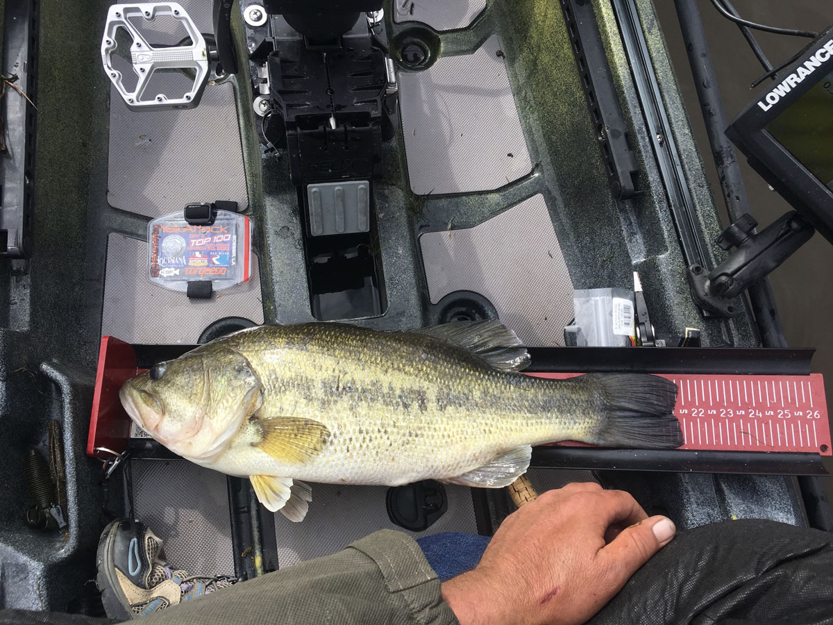 21.25 innch Largmouth Bass I caught on Day 3 on Cypress Bayou Lake