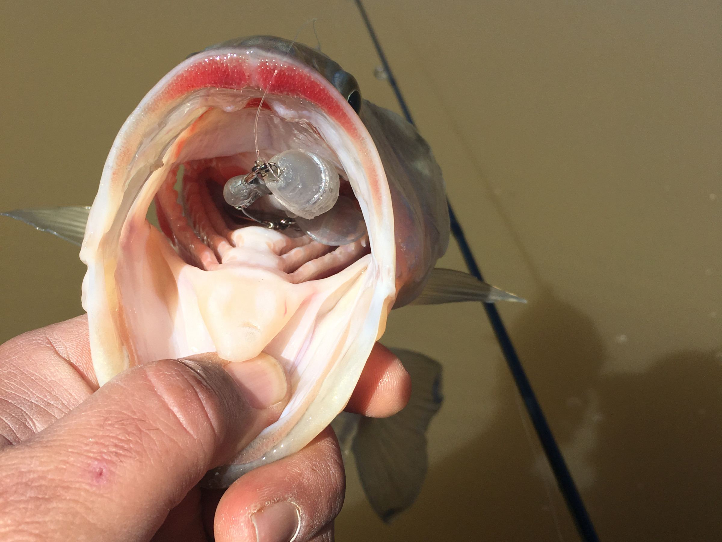 This is what it looks like when they come up from behind and really want this bait. Details: Owner Beast Flashy with Zee Baits Xswimmer 3.75 inch in Ghost Minnow